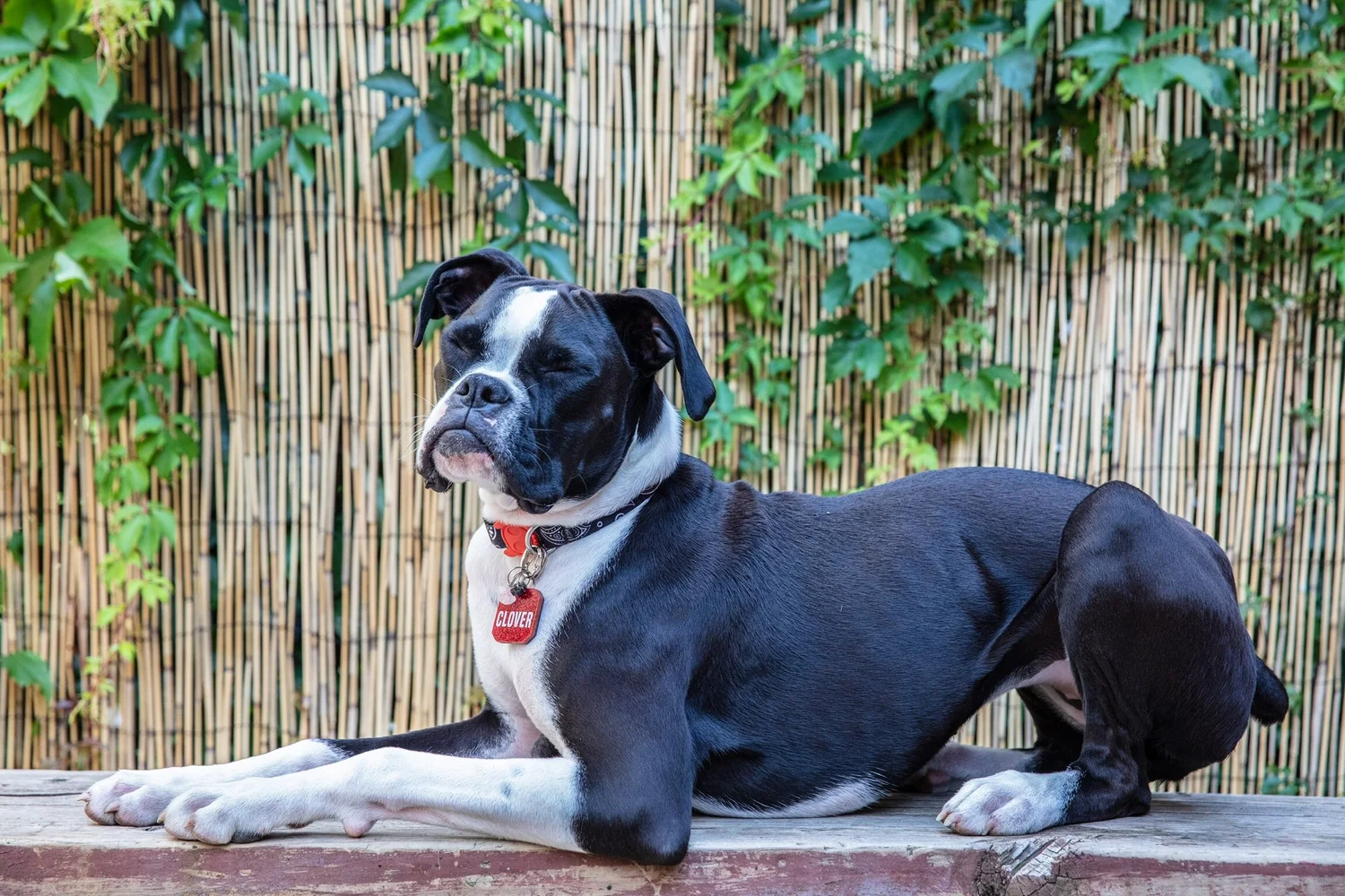 A rescued dog relaxing in a cozy foster home