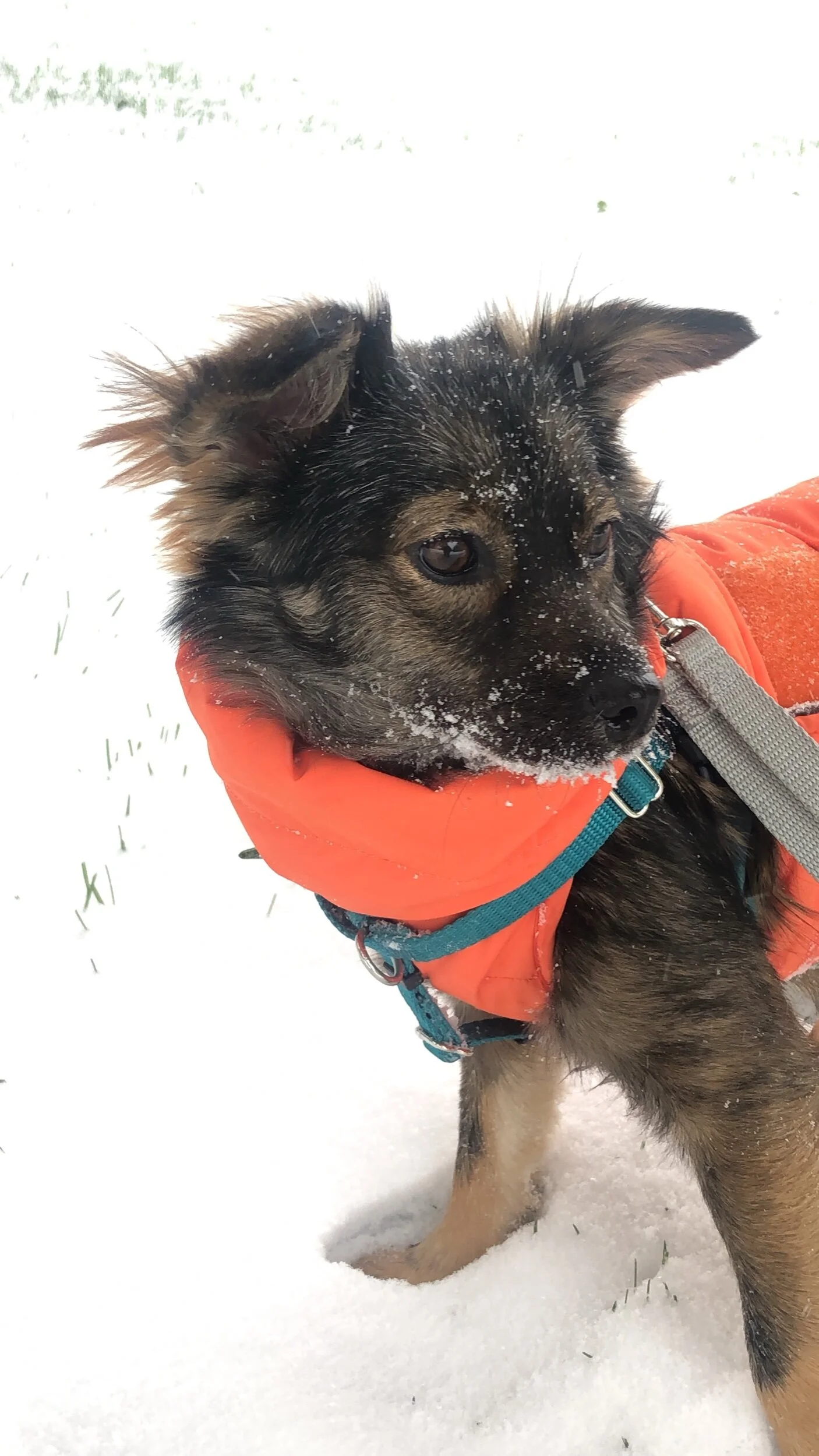 A rescued dog enjoying its foster home